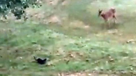 A young deer and an otter look at each other after meeting on a golf course
