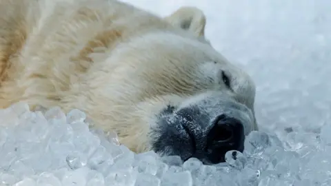 A polar bear rests on ice cubes that were brought to its enclosure during a heatwave at Prague Zoo