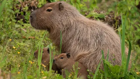 Two baby brown furry capybara babies with black eyes and dark ears are sitting amongst grass and yellow buttercups in front of a large adult capybara.