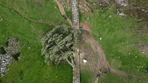 Reuters An aerial image of the Sycamore Gap tree shortly after it was felled. It is on its side and there is a police cordon around it.