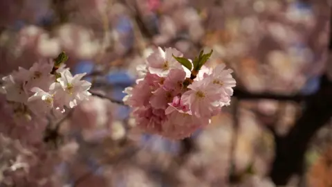 A close up of cherry blossom tree petals