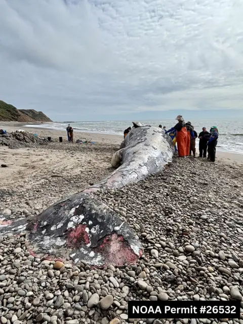 Giancarlo Rulli / The Marine Mammal Center A team of scientists from The Marine Mammal Center and partners at the California Academy of Sciences conduct a necropsy, or animal autopsy on an adult male gray whale in Point Reyes National Seashore on April 1, 2026.
