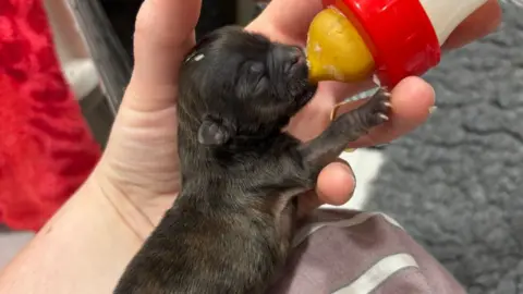 Oxfordshire Animal Sanctuary A tiny black puppy is held by a hand as it suckles on a bottle of milk. 