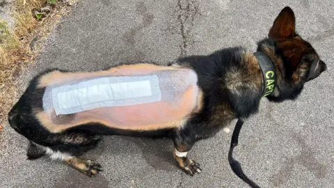 Thin Blue Paw Foundation A photo looking down on a German Shepherd who has a long bandaged up wound on his back, with the fur around it shaved away.