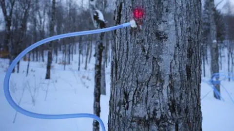 Getty image is a maple tree with a pipe that is connected to some of its sap.