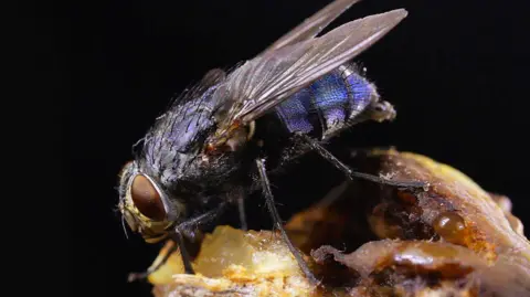 A close up image of a fly