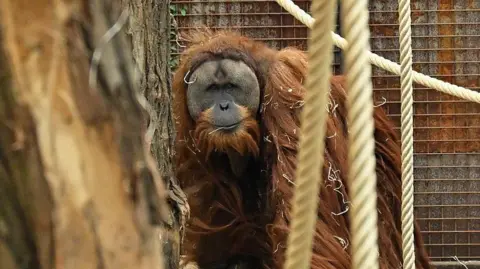  A Tapanuli orangutan 