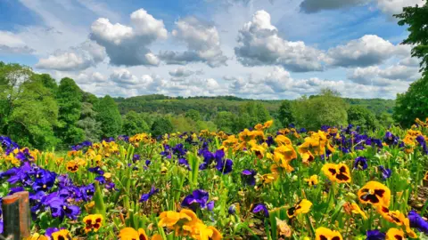 TUESDAY - A colourful field of purple and yellow flowers at Lower Basildon