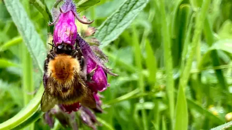Bumble bee with its head in a dark pink bell-shaped flower, getting nectar from it at the Forest Garden on the Dartington Hall Estate.