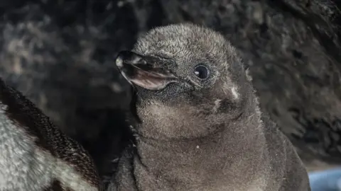 Twycross Zoo An image of a Humboldt penguin chick