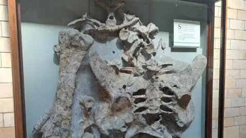 Swindon Borough Council The large remains on display at the Natural History Museum in London. It is wall mounted and in a glass frame.