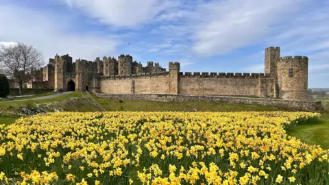 Wynd-y-Miller A large swathe of bright yellow daffodils in front of Alnwick Castle in Northumberland.
