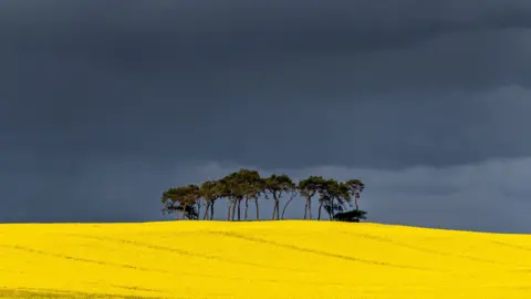 Ian Folly Wide field of bright yellow flowers stretching across the foreground, with a small cluster of trees on the horizon beneath a dark, stormy sky