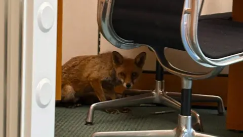 George Freeman A fox hides behind an office desk chair inside an MP's Westminster office