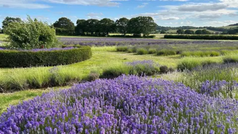 Lavender Fields Fields of lavender with hills and trees in the background