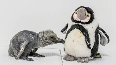 A newly-hatched king penguin chick, which is a silvery-grey colour and has wrinkled skin, pecks at a stuffed toy of an adult penguin.