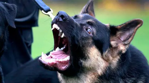 Close up of a German Shepherd dog barking