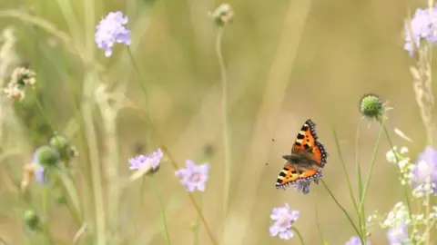 A small tortoiseshell butterfly balances on the stalk of a purple wildflower in a meadow. 