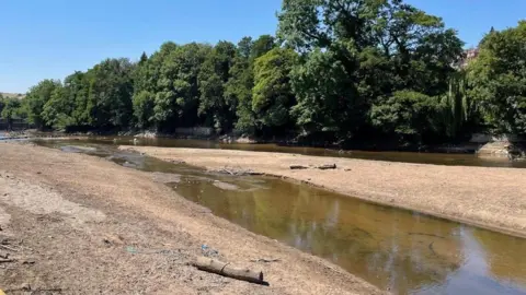A mostly dry river bed with exposed tree trunks sat on bare mud
