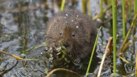 An image of a water vole eating a green-leafed plant. The brown ball of fur appears to be sitting in shallow water, surrounded by light vegetation. It is holding a plant in both hands and eating. The mammal is facing the camera and has drops of later on its head and back.