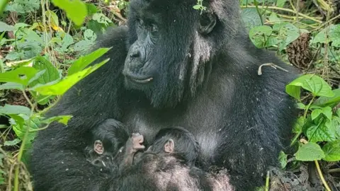 The mountain gorilla Mafuko holds her twins as she sits in a forest with greens leaves seen surrounding her.