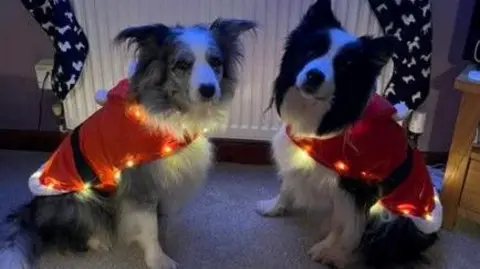 Worcestershire Acute Hospitals NHS Trust Two dogs with Santa coats pose facing each other in front of a radiator.