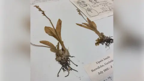 Cambridge University Botanic Garden Two dried fen orchids which have been dried and stuck to a piece of paper. A label next to the plants says Liparis loselii, Burwell-fen, Cambridge, July 1835.