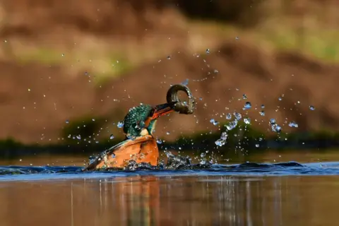 Caitlyn McDonald A kingfisher emerging from the water with a freshly caught fish in its beak, surrounded by splashing droplets. The bird’s vibrant blue and orange plumage contrasts against the blurred earthy background, and the water surface reflects the action.