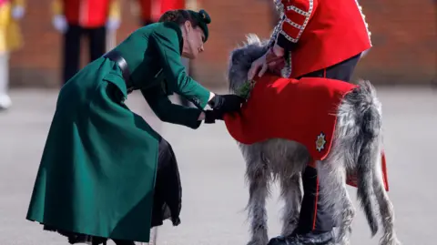 PA Media Princess of Wales kneels to attach a sprig of shamrock to a dog's red ceremonial coat