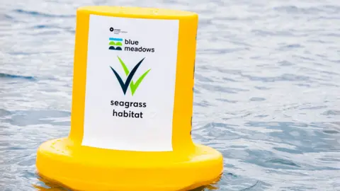 Ocean Conservation Trust A yellow buoy on the sea has a white label with black and green ticks and the words blue meadows and seagrass habitat. 