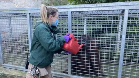 A woman with blonde hair, a green jacket and beige trousers with a large bundle of keys on her belt feeding an orangutan with a red watering can through the bars of its cage