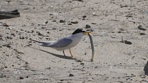 Shaun Whitmore/BBC A white bird with a black head and grey wings stands on a sandy beach with a sand eel - a silver grey long creature - clasped in its yellow beak.