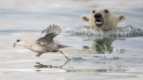 Erlend Haarberg / Wildlife Photographer of the Year A playful polar bear cub attempts to stealthily pounce on an unsuspecting northern fulmar in the waters of Svalbard.