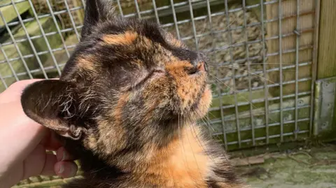 Judy Knowles A calico cat closing its eyes while it is being stroked