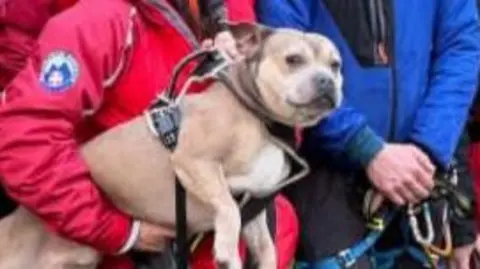 A woman holds a brown dog