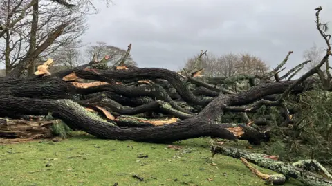 A large tree down on a patch of grass.