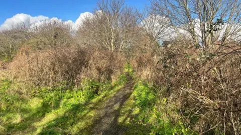 Maddy Jennings/BBC A woodland. In the middle, there is a mud path. To the sides, there is grass and bushes which are brown and have no leaves on them. The sky above the trees is blue. 