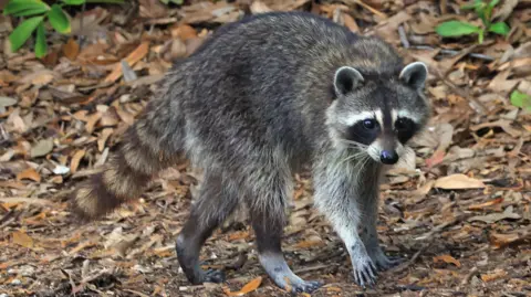 A Racoon populates the Sebastian Inlet State Park on February 16, 2025 in Merritt Island, Florida.