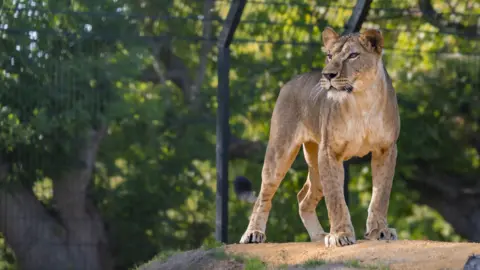 The Big Cat Sanctuary of female lion Yuna, who is in a temporary home in Belgium, before being taken to the Big Cat Sanctuary in Smarden