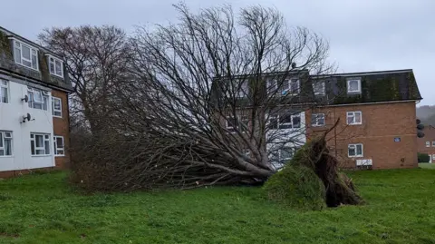 Nicholas John Phipps The large tree has fallen and its roots can be seen coming up through the ground as it lies on its side