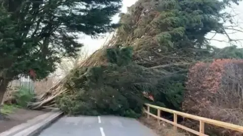 BBC/Amy Garcia A 70ft tree lies across a road, completely blocking the carriageway.