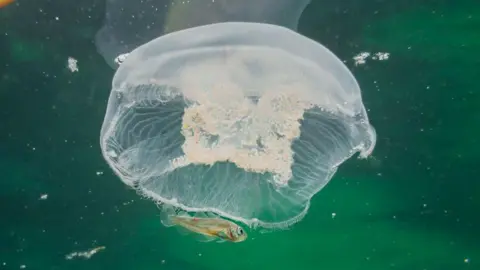 R.S. McLaren Photography A white jellyfish with no tentacles underwater. A small fish swims underneath it.