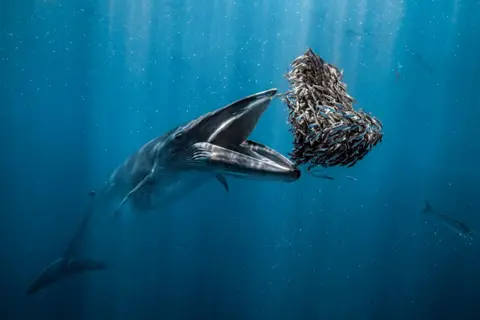 Rafael Fernández Caballero A Bryde’s whale about to consume a bait ball