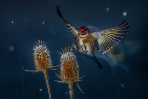 Nicolas Groffal/European Bird Photographer of the Year Goldfinch in flight