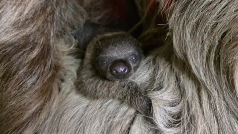 Hamerton Zoo Park Clawdia the sloth is in the middle of the image. She is a light brown colour and has a large nose. She has one arm over her mum's shoulder and is looking at the camera. 