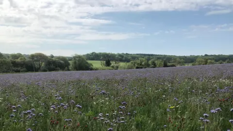Weather Watchers / Thistledown Purple thistles in a field on a sunny day with trees and rolling hills in the distance.
