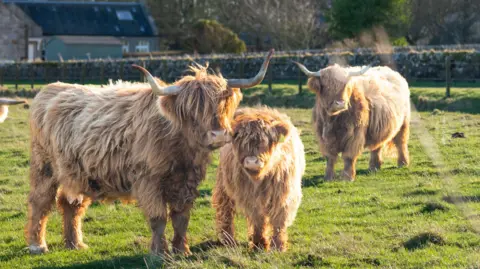 Three Highland cows outside and standing on grass, all looking towards the camera, on a sunny day