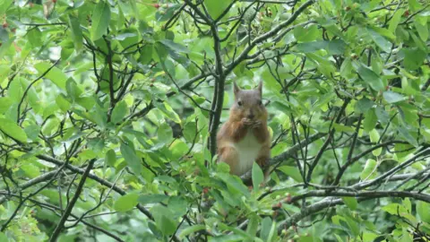 A red squirrel sitting on a tree branch amongst green leaves eating a peanut. The squirrel is small, red and fluffy. Its ears are pricked up and its arms are towards its mouth.