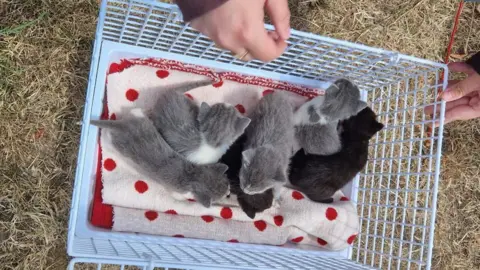 Peterborough Litter Wombles Six small kittens are in a cat carrier. Four are grey and white and two are black. There is a white towel or blanket with red spots on the bottom of the metal crate
