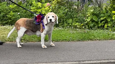 A beagle. It is brown and white and has a large floral decoration on its back.